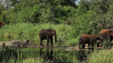 Elephant in the grass, blue sky. Wildlife scene from nature, elephant in habitat Vídeo Stock 166114872
