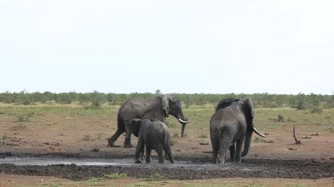 Elephant in the grass, blue sky. Wildlife scene from nature, elephant in habitat Stock Footage 166115018