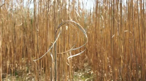 Elephant Grass Stock Footage 8924982