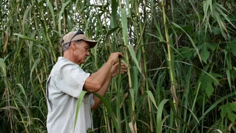 Elephant Grass Vídeo Stock 147744538