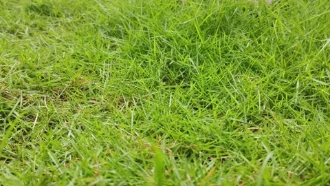 Elephant grass Stock Footage 220609600