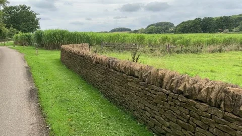 Elephant grass 動画素材 284628186