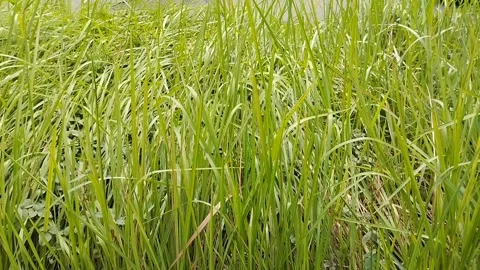 Elephant grass or naper grass, or cane grass (Pennisetum purpureum). Stock Footage 305977697