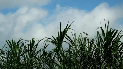 Elephant grass or Napier grass sways in the wind against the background of c Stock Footage 278559383