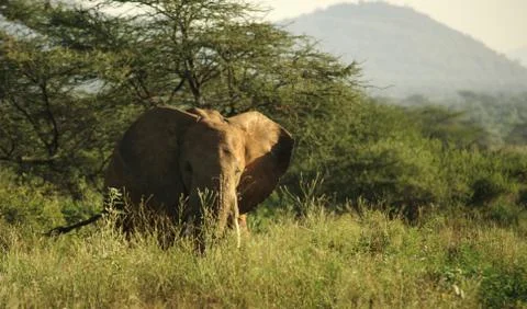 Elephant in the grass Foto stock