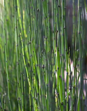 Elephant grass Stock Photos