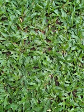 Elephant grass Stock Photos