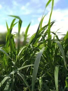 Elephant Grass Stock Photos