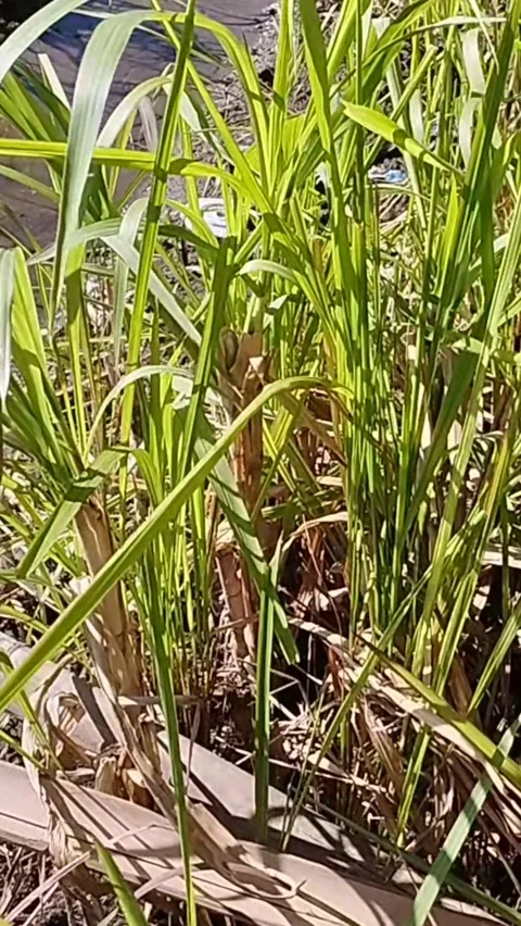 Elephant grass plants have many benefits Stock Footage 229537076