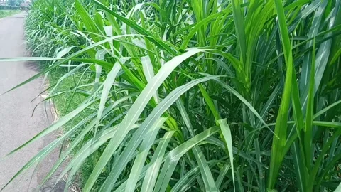 Elephant grass thrives on the side of the paved road Stock Footage 232556388