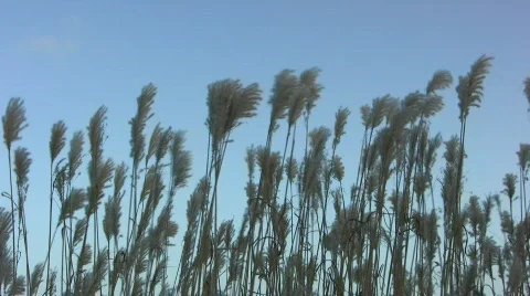 Elephant grass in a winter storm Video stock 301252