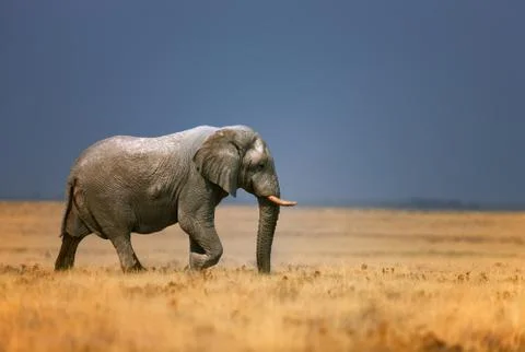 Elephant in grassfield Stock Photos
