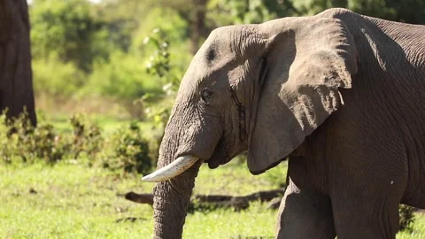 An elephant grazes and feeds itself with its trunk. Stock Footage 147964181