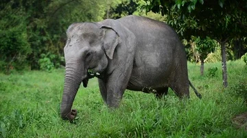 Elephant Grazes in Meadow Stock Footage 86016587