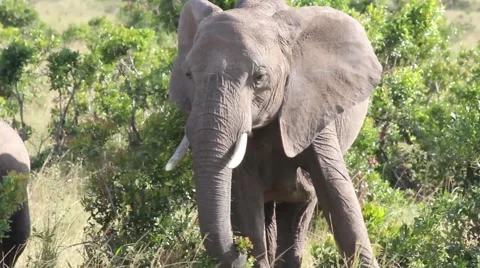 Elephant grazing bush close up Stock Footage 63351973