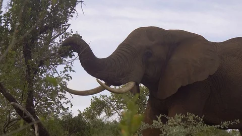 Elephant grazing in bush Stock Footage 108495372