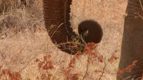Elephant grazing CU Stock Footage 46465016