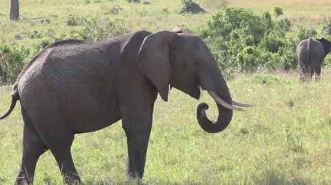 Elephant grazing in field with elephant in background Stock Footage 63351958