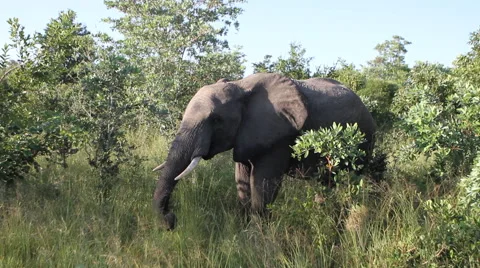 Elephant Grazing Stock Footage 41639244