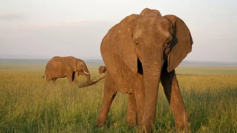 Elephant Grazing Stock Footage 87718387