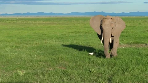 Elephant grazing Stock Footage 133965588