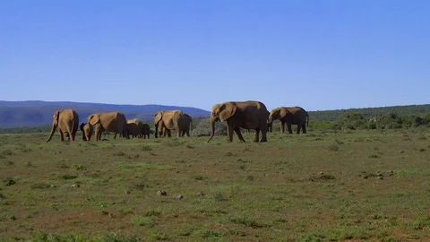 Elephant grazing in grass Stock Footage 108495845