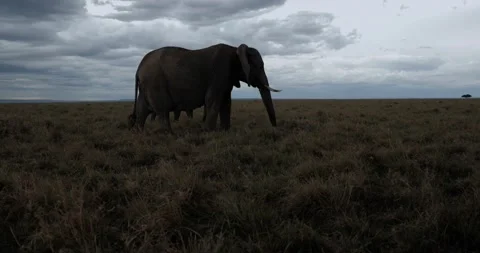 Elephant Grazing Next to Calf, in the Maasai Mara Stock Footage 153271053