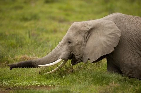 Elephant grazing Fotos Stock