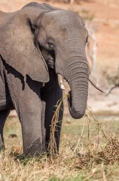 Elephant Grazing Stock Photos