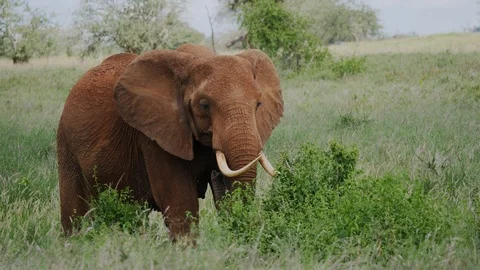 Elephant grazing on shrubs Stock Footage 88559376