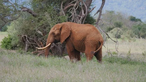Elephant grazing on tall grass Stock Footage 88559901