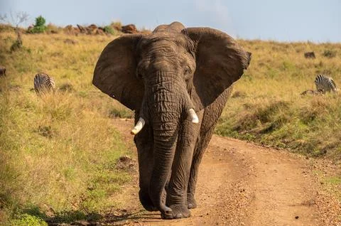 Elephant Grazing While Roaming the Open Plains Fotos Stock