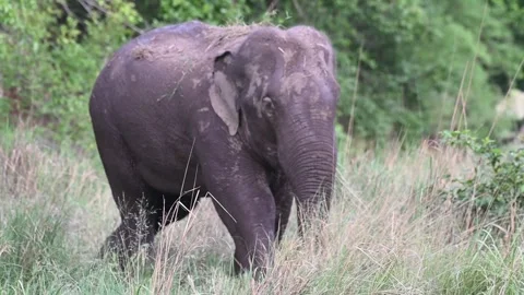 Elephant grazing while walking in the grasslands of Bandhavgarh national park Stock Footage 340408651