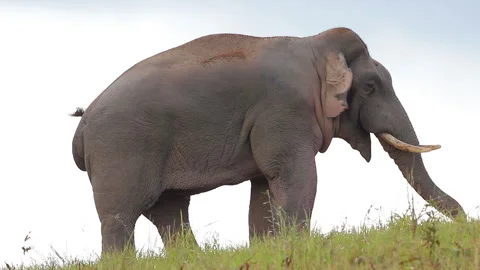 Elephant in a green meadow Stock Footage 153781219