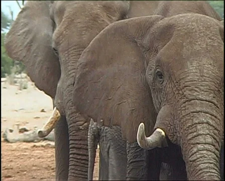 Elephant Greeting 库存影片 724978