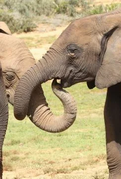 Elephant Greeting Stock Photos