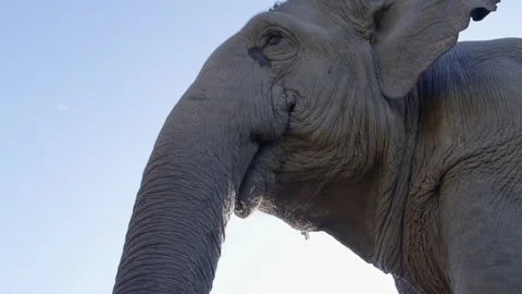 Elephant from ground up into sky, Trunk onto camera Stock Footage 289881007