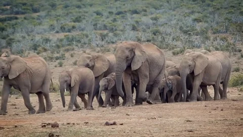 Elephant group forest Stock-Footage 270089290