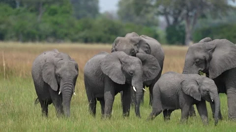 Elephant group in the forest, Okavango delta, Botswna in Africa. Green wet seaso Stock Footage 223335867