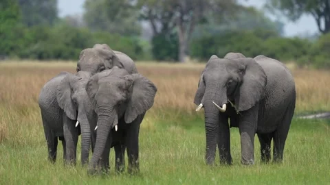Elephant group in the forest, Okavango delta, Botswna in Africa. Green wet seaso 動画素材 223335888