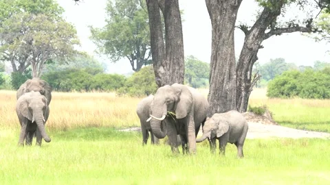 Elephant group in the forest, Okavango delta, Botswna in Africa. Green wet seaso 動画素材 223345495