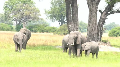 Elephant group in the forest, Okavango delta, Botswna in Africa. Green wet seaso Stock Footage 223345605