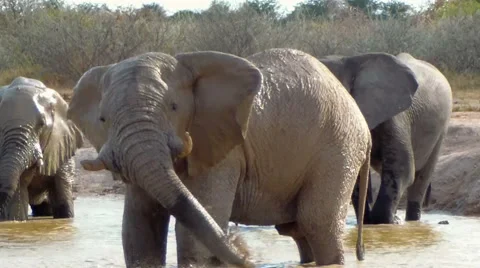 Elephant group playing and bathing Stock Footage 48584267