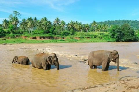 Elephant group in the river Stock-Fotos
