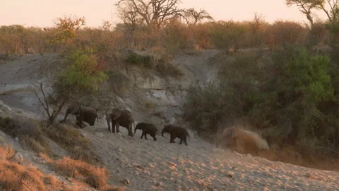 Elephant group walking up Boteti riverbank, Botswana, Makgadikgadi Pans NP, 4K Stock Footage 334314918