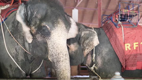 Elephant group at zoo . Stock Footage 254387265