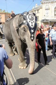 An elephant with a guide. 库存照片