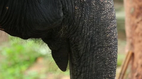 Elephant happy 스톡 동영상 65886101