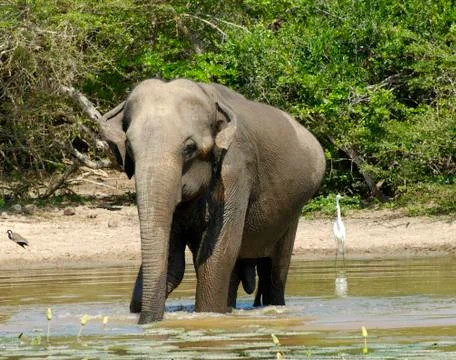 Elephant having bath Foto stock