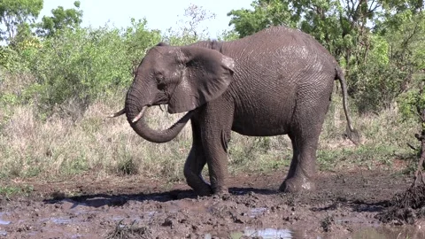 Elephant having a mud bath spraying himself against parasites and the extreme 스톡 동영상 293455783